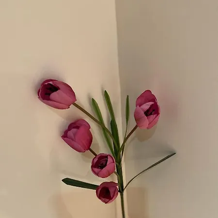 Casette Tulipano *